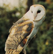 fig5.jpg (16519 bytes)