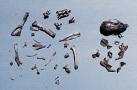 fig6.jpg (12761 bytes)